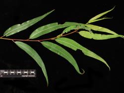 Salix nigra. Emerging leaves and leaf gall.
 Image: D. Glenny © Landcare Research 2020 CC BY 4.0